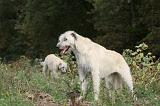 IRISH WOLFHOUND 077